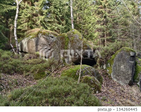 natural shelter scene, ancient woodland with stones, shaded forest floor with stones and lush greenery 134260445