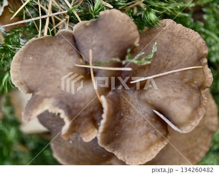 broad brown mushrooms clustered on damp ground layered caps and natural debris creating earthy broad brown mushrooms clustered on damp ground layered caps and natural debris creating earthy 134260482