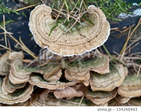 fungal growth structures on decomposing logs reveal radial and textured zones indicating decay progress fungal growth structures on decomposing logs reveal radial and textured zones indicating decay progress 134260483