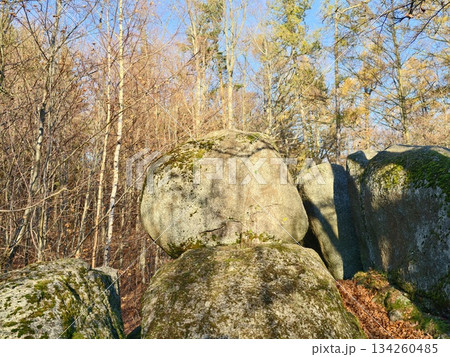 serene forest with stones and light, quiet hillside featuring natural stone formations and leafy ground cover 134260485