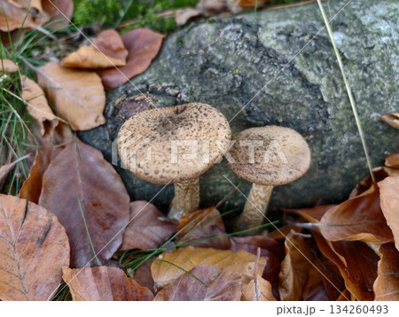 damp forest floor with fungi and foliage, serene scene of mushrooms amid autumn leaves and moss 134260493
