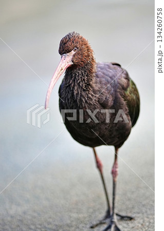 アンデストキ アンデストキ 134260758