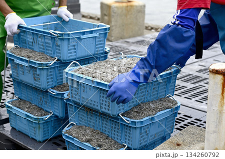 故郷の味「イカナゴ」 134260792