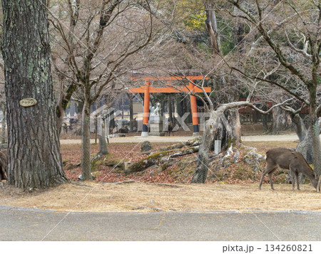 奈良公園の睡神社と鹿 奈良公園の睡神社と鹿 134260821