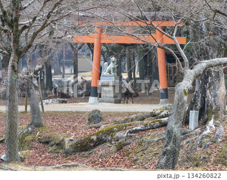 奈良公園の睡神社と鹿 奈良公園の睡神社と鹿 134260822