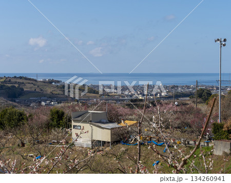 南部梅林から見る街と海の風景 南部梅林から見る街と海の風景 134260941