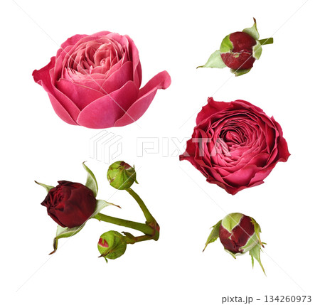 Set of small red rose flowers and buds isolated on white background Set of small red rose flowers and buds isolated on white background 134260973