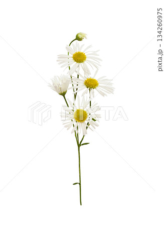 Daisy flowers and buds isolated on white 134260975