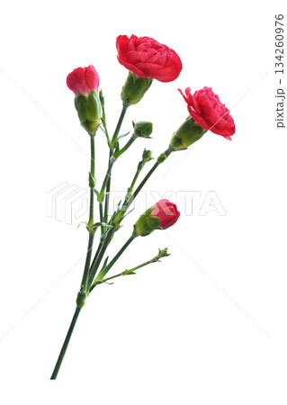 Sprig of red carnation flowers with green buds and small leaves isolated on white background 134260976