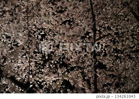 夜桜見物 夜桜見物 134261043