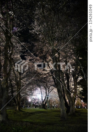 ライトアップされた夜桜散歩 134261049