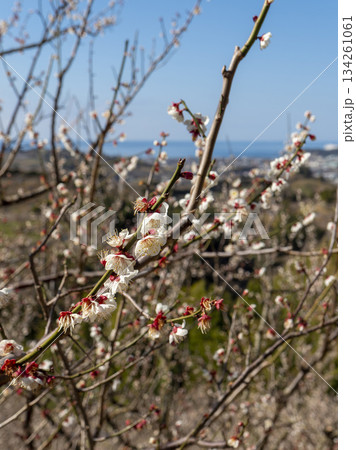 南部梅林に咲く梅の花 南部梅林に咲く梅の花 134261061