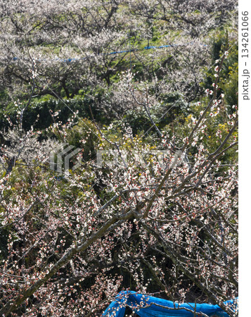 南部梅林に咲く梅の花 南部梅林に咲く梅の花 134261066