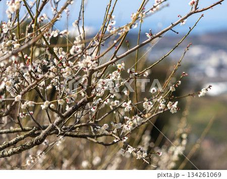 南部梅林に咲く梅の花 134261069