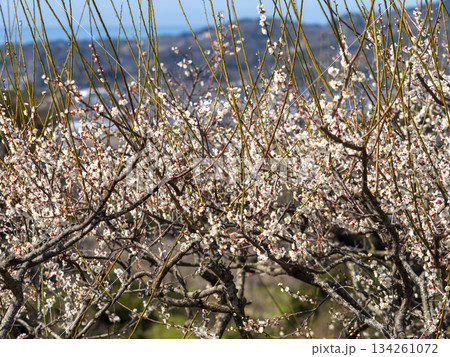 南部梅林に咲く梅の花 134261072