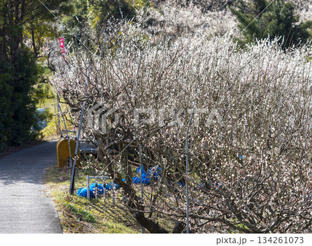 南部梅林に咲く梅の花 134261073