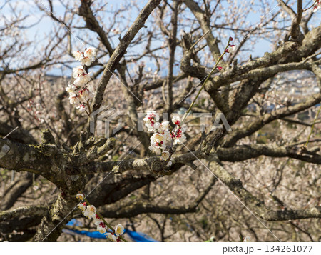 南部梅林に咲く梅の花 南部梅林に咲く梅の花 134261077