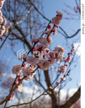南部梅林に咲くピンクの梅の花 南部梅林に咲くピンクの梅の花 134261107