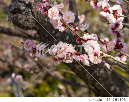 南部梅林に咲くピンクの梅の花 南部梅林に咲くピンクの梅の花 134261108