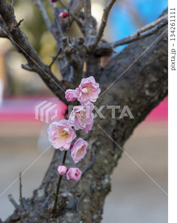 南部梅林に咲くピンクの梅の花 南部梅林に咲くピンクの梅の花 134261111