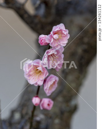 南部梅林に咲くピンクの梅の花 南部梅林に咲くピンクの梅の花 134261112