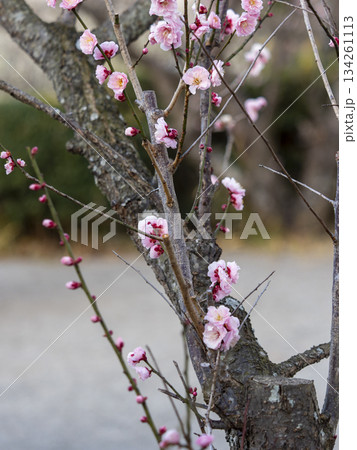 南部梅林に咲くピンクの梅の花 134261113