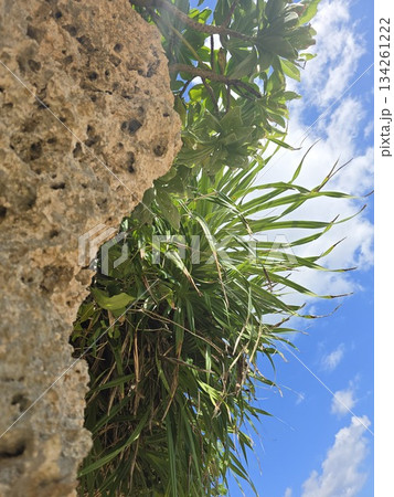石垣島冬の晴れ間　沖縄の冬もちゃんと寒いのです 134261222