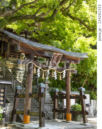 神社の鳥居と青紅葉 神社の鳥居と青紅葉 134261353