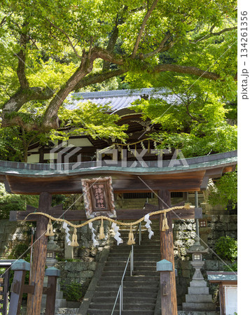 神社の鳥居と青紅葉 神社の鳥居と青紅葉 134261356