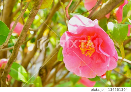 椿の花 134261394