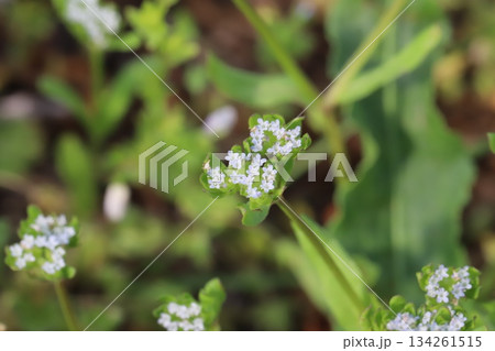 春の野原に咲くノヂシャの薄い水色の小さな花 134261515