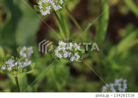 春の野原に咲くノヂシャの薄い水色の小さな花 134261516