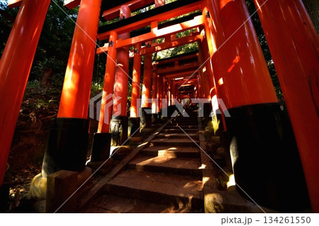 京都府 伏見稲荷大社 千本鳥居(三ツ辻付近) 京都市伏見区深草藪之内町 2022 年 2月 京都府 伏見稲荷大社 千本鳥居(三ツ辻付近) 京都市伏見区深草藪之内町 2022 年 2月 134261550
