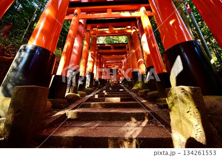 京都府　伏見稲荷大社　千本鳥居（三ツ辻付近） 京都市伏見区深草藪之内町　2022 年 2月 134261553