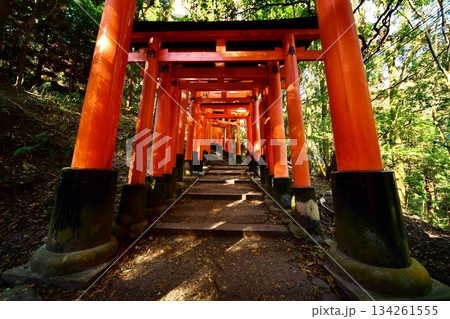 京都府 伏見稲荷大社 千本鳥居(三ツ辻付近) 京都市伏見区深草藪之内町 2022 年 2月 京都府 伏見稲荷大社 千本鳥居(三ツ辻付近) 京都市伏見区深草藪之内町 2022 年 2月 134261555