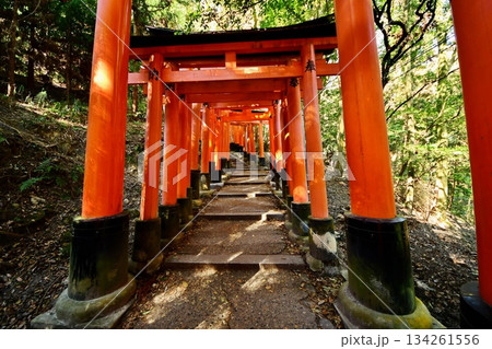 京都府 伏見稲荷大社 千本鳥居(三ツ辻付近) 京都市伏見区深草藪之内町 2022 年 2月 京都府 伏見稲荷大社 千本鳥居(三ツ辻付近) 京都市伏見区深草藪之内町 2022 年 2月 134261556