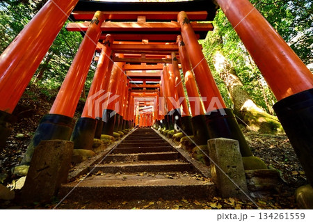 京都府 伏見稲荷大社 千本鳥居(三ツ辻付近) 京都市伏見区深草藪之内町 2022 年 2月 京都府 伏見稲荷大社 千本鳥居(三ツ辻付近) 京都市伏見区深草藪之内町 2022 年 2月 134261559