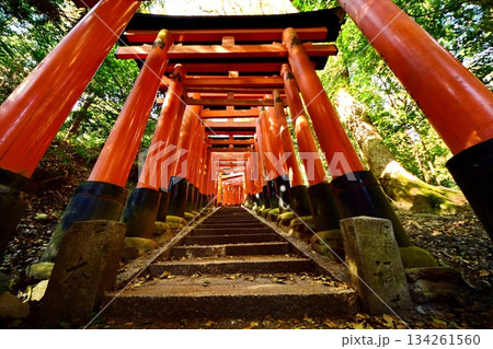 京都府 伏見稲荷大社 千本鳥居(三ツ辻付近) 京都市伏見区深草藪之内町 2022 年 2月 京都府 伏見稲荷大社 千本鳥居(三ツ辻付近) 京都市伏見区深草藪之内町 2022 年 2月 134261560
