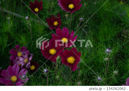 Deep burgundy cosmos flowers with bright yellow centers bloom against lush green foliage, creating a calm, natural, and slightly dramatic garden mood 134262062