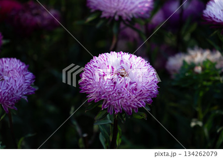 Purple aster flower with dense layered petals blooms in soft light against dark green foliage, creating a calm, elegant, and seasonal garden mood Purple aster flower with dense layered petals blooms in soft light against dark green foliage, creating a calm, elegant, and seasonal garden mood 134262079