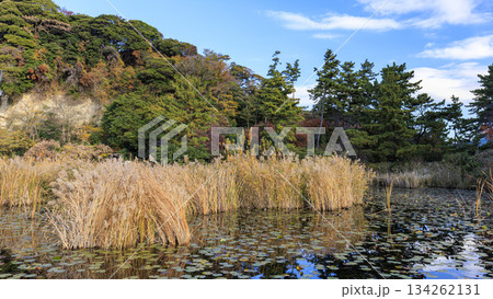 本牧市民公園の秋 134262131