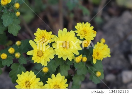 秋の庭に咲く黄色い小さな菊の花 秋の庭に咲く黄色い小さな菊の花 134262136