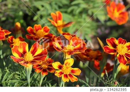 秋の庭に咲く赤いマリーゴールドの花の蜜を吸うチャバネセセリ蝶 134262395