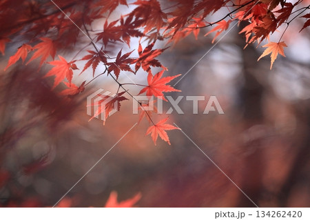 日本の紅葉 134262420