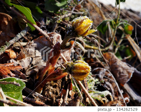 フクジュソウ 134262529