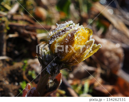 フクジュソウ 134262531