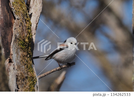 シマエナガ 134262533