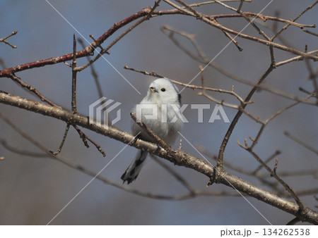 シマエナガ 134262538