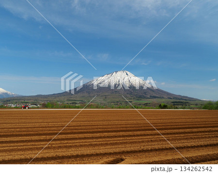 羊蹄山と畑 羊蹄山と畑 134262542