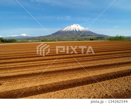 羊蹄山と畑 134262544